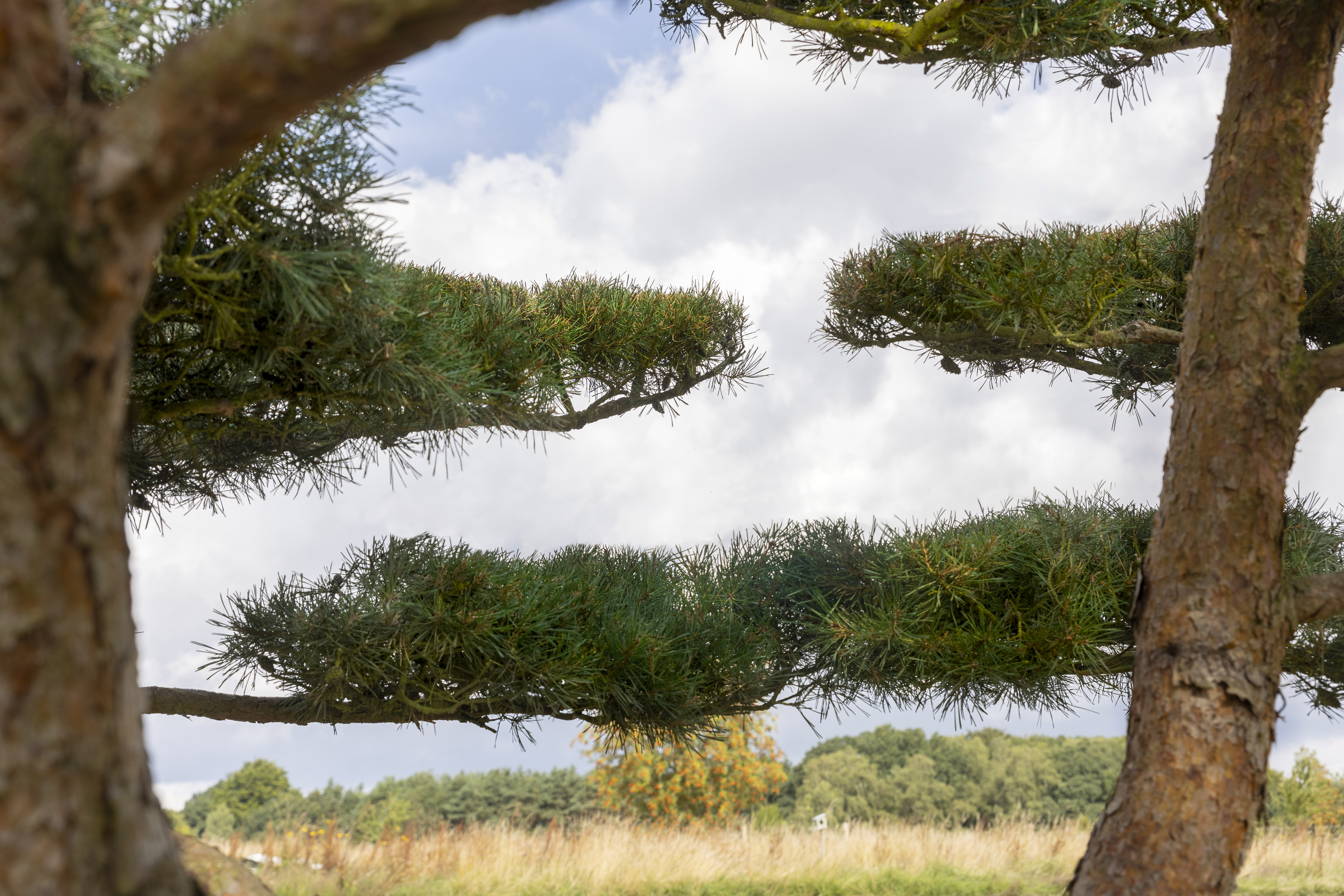 Pinus sylvestris 'Norske Typ' Unikat